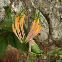 Dendrophthoe falcata (L.f.) Ettingsh.